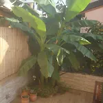 Dom wakacyjny Casa Olea *
