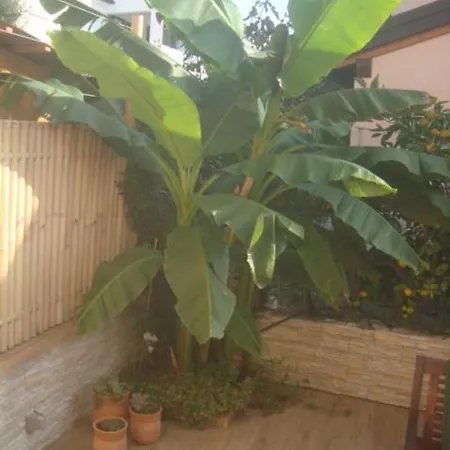 Casa de Férias Casa Olea *